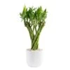 Grower's Choice Small Lucky Bamboo Indoor Plant In 3.4 In. White Decor Planter, Avg. Shipping Height 1-2 Ft. Tall 2 Grower's Choice Small Lucky Bamboo Indoor Plant In 3.4 In. White Decor Planter, Avg. Shipping Height 1-2 Ft. Tall -Home plant costa farms house plants bamflobrsambpur 64 1000