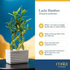 Grower's Choice Small Lucky Bamboo Indoor Plant In 3.4 In. White Decor Planter, Avg. Shipping Height 1-2 Ft. Tall 17 Grower's Choice Small Lucky Bamboo Indoor Plant In 3.4 In. White Decor Planter, Avg. Shipping Height 1-2 Ft. Tall -Home plant costa farms house plants bamflobrsambpur fa 1000