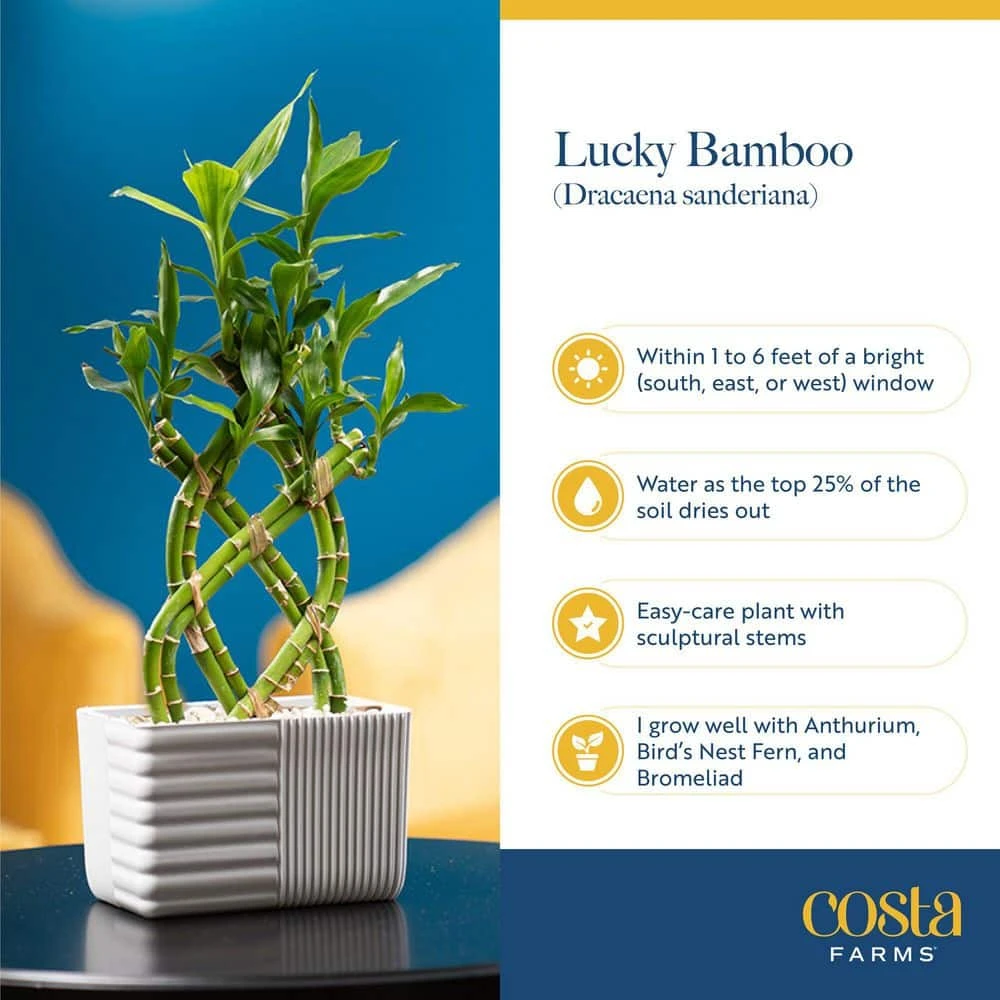 Grower's Choice Small Lucky Bamboo Indoor Plant In 3.4 In. White Decor Planter, Avg. Shipping Height 1-2 Ft. Tall 9 Grower's Choice Small Lucky Bamboo Indoor Plant In 3.4 In. White Decor Planter, Avg. Shipping Height 1-2 Ft. Tall - Image 7