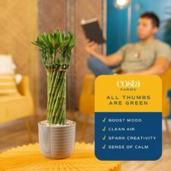 Grower's Choice Small Lucky Bamboo Indoor Plant In 3.5 In. Gray Decor Planter, Avg. Shipping Height 1-2 Ft. Tall 16 Grower's Choice Small Lucky Bamboo Indoor Plant In 3.5 In. Gray Decor Planter, Avg. Shipping Height 1-2 Ft. Tall -Home plant costa farms house plants bamflobrsambtrq 1f 1000