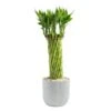 Grower's Choice Small Lucky Bamboo Indoor Plant In 3.5 In. Gray Decor Planter, Avg. Shipping Height 1-2 Ft. Tall 2 Grower's Choice Small Lucky Bamboo Indoor Plant In 3.5 In. Gray Decor Planter, Avg. Shipping Height 1-2 Ft. Tall -Home plant costa farms house plants bamflobrsambtrq 64 1000
