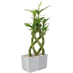 Grower's Choice Braided Lucky Bamboo Indoor Plant 5.5 In. White Square Ceramic Planter, Avg. Shipping Height 1-2 Ft.Tall