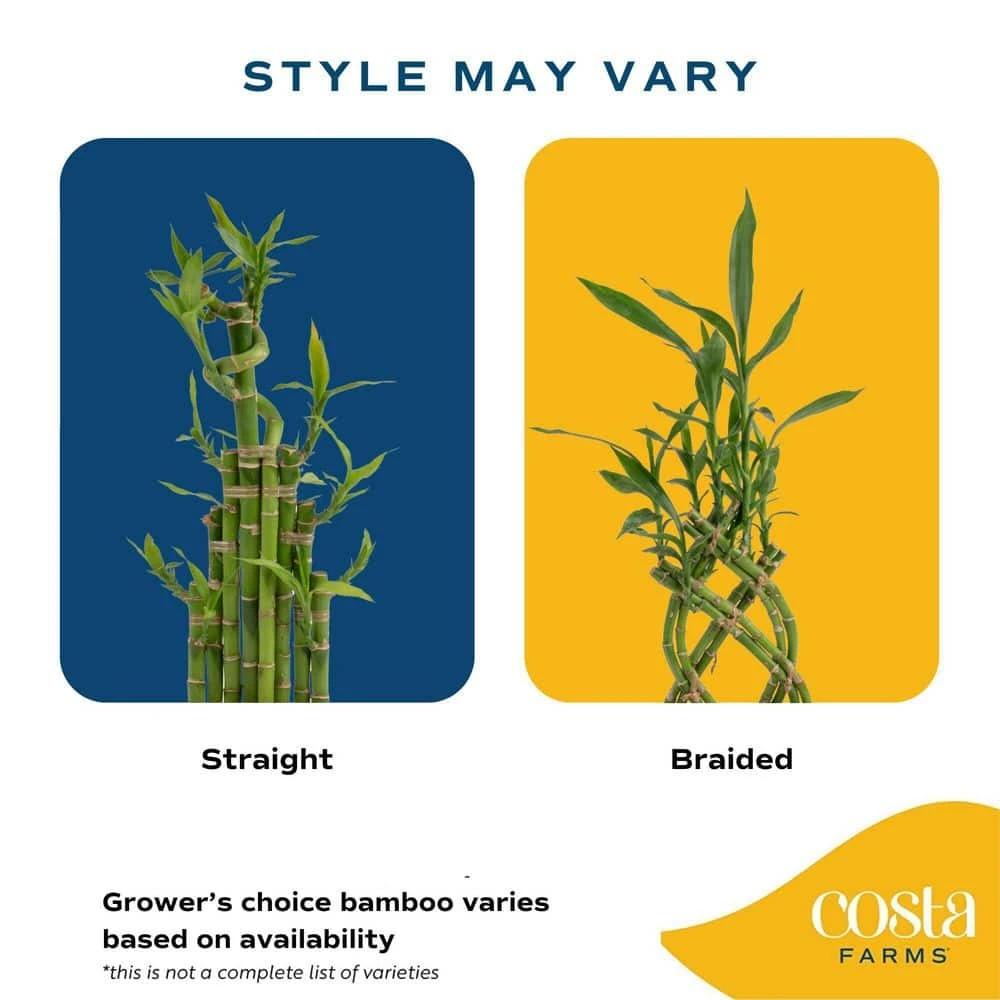 Grower's Choice Braided Lucky Bamboo Indoor Plant 5.5 In. White Square Ceramic Planter, Avg. Shipping Height 1-2 Ft.Tall 5 Grower's Choice Braided Lucky Bamboo Indoor Plant 5.5 In. White Square Ceramic Planter, Avg. Shipping Height 1-2 Ft.Tall - Image 3