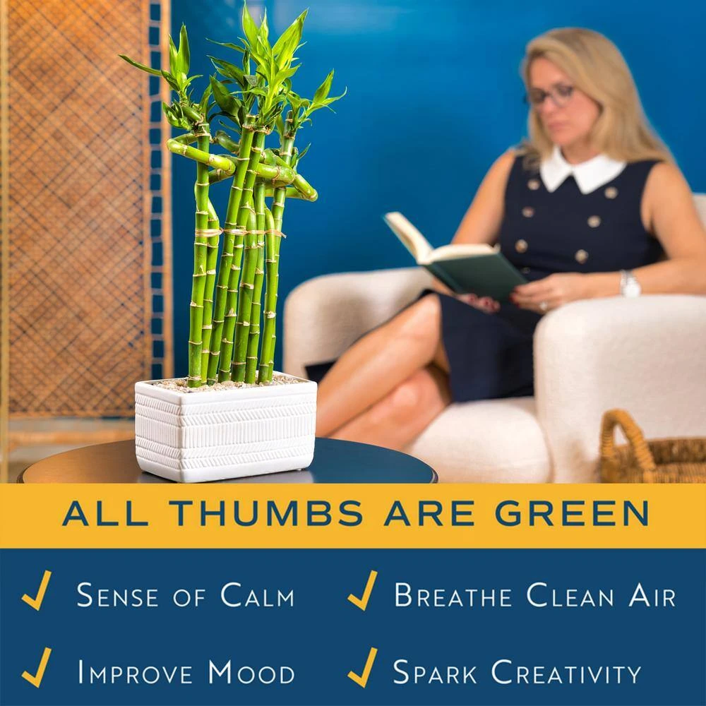 Grower's Choice Braided Lucky Bamboo Indoor Plant 5.5 In. White Square Ceramic Planter, Avg. Shipping Height 1-2 Ft.Tall 9 Grower's Choice Braided Lucky Bamboo Indoor Plant 5.5 In. White Square Ceramic Planter, Avg. Shipping Height 1-2 Ft.Tall - Image 7