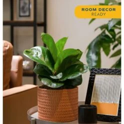 Little Fiddle Leaf Fig Indoor Plant In 6 In. Ceramic Planter, Avg. Shipping Height 10 In. Tall -Home plant costa farms house plants co 1 40qflyrata 4f 1000