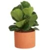 Little Fiddle Leaf Fig Indoor Plant In 6 In. Ceramic Planter, Avg. Shipping Height 10 In. Tall