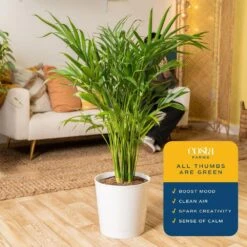 Cataractarum Indoor Palm (Cat Palm) In 9.25 In. Decor Planter, Avg. Shipping Height 3-4 Ft. Tall 17 Cataractarum Indoor Palm (Cat Palm) In 9.25 In. Decor Planter, Avg. Shipping Height 3-4 Ft. Tall -Home plant costa farms house plants co 3 ct10 parwt 31 1000