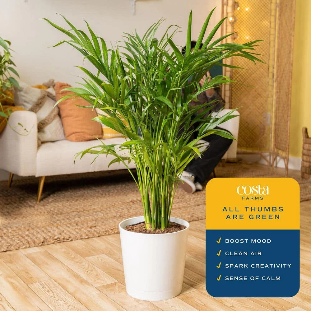 Cataractarum Indoor Palm (Cat Palm) In 9.25 In. Decor Planter, Avg. Shipping Height 3-4 Ft. Tall 10 Cataractarum Indoor Palm (Cat Palm) In 9.25 In. Decor Planter, Avg. Shipping Height 3-4 Ft. Tall - Image 8