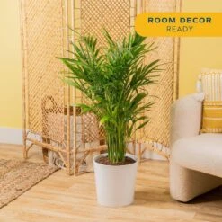 Cataractarum Indoor Palm (Cat Palm) In 9.25 In. Decor Planter, Avg. Shipping Height 3-4 Ft. Tall 14 Cataractarum Indoor Palm (Cat Palm) In 9.25 In. Decor Planter, Avg. Shipping Height 3-4 Ft. Tall -Home plant costa farms house plants co 3 ct10 parwt 4f 1000