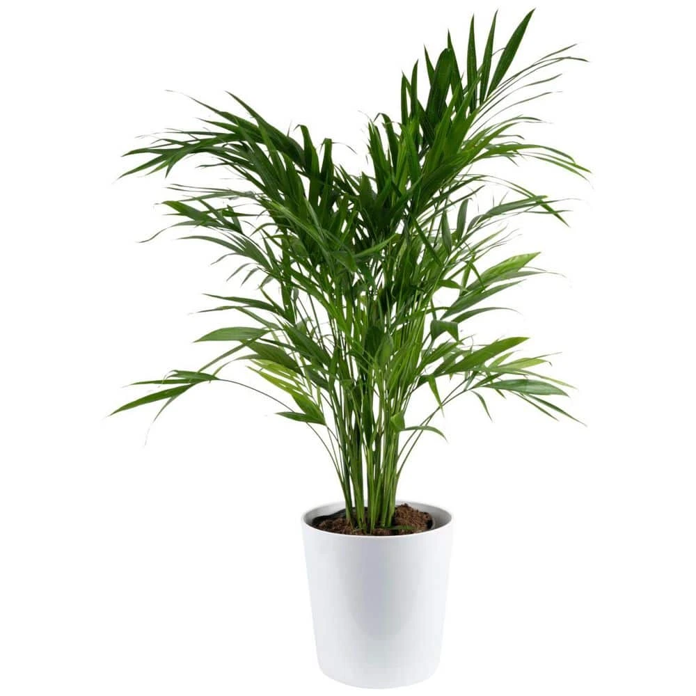 Cataractarum Indoor Palm (Cat Palm) In 9.25 In. Decor Planter, Avg. Shipping Height 3-4 Ft. Tall 3 Cataractarum Indoor Palm (Cat Palm) In 9.25 In. Decor Planter, Avg. Shipping Height 3-4 Ft. Tall