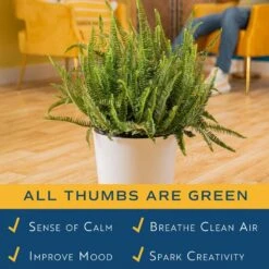 Kimberly Queen Fern Indoor/Outdoor Plant In 9.25 In. Decor Planter, Avg. Shipping Height 1-2 Ft. Tall -Home plant costa farms house plants co 3 kq10 parwt 31 1000