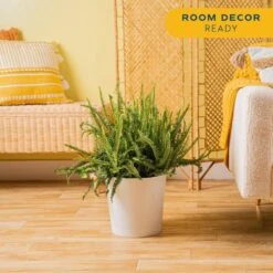 Kimberly Queen Fern Indoor/Outdoor Plant In 9.25 In. Decor Planter, Avg. Shipping Height 1-2 Ft. Tall -Home plant costa farms house plants co 3 kq10 parwt 4f 1000