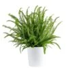 Kimberly Queen Fern Indoor/Outdoor Plant In 9.25 In. Decor Planter, Avg. Shipping Height 1-2 Ft. Tall -Home plant costa farms house plants co 3 kq10 parwt 64 1000