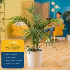 Majesty Palm Indoor Plant In 10 In. Decor Pot, Avg. Shipping Height 2-3 Ft. Tall -Home plant costa farms house plants co 3 mp10 parwht 31 1000