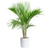 Majesty Palm Indoor Plant In 10 In. Decor Pot, Avg. Shipping Height 2-3 Ft. Tall 2 Majesty Palm Indoor Plant In 10 In. Decor Pot, Avg. Shipping Height 2-3 Ft. Tall -Home plant costa farms house plants co 3 mp10 parwht 64 1000