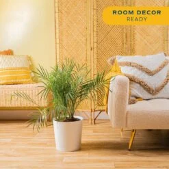 Roebellini, Pygmy Date Palm Indoor Plant In 10 In. Decor Planter, Avg. Shipping Height 3-4 Ft. Tall 17 Roebellini, Pygmy Date Palm Indoor Plant In 10 In. Decor Planter, Avg. Shipping Height 3-4 Ft. Tall -Home plant costa farms house plants co 3 pxr parwt 31 1000