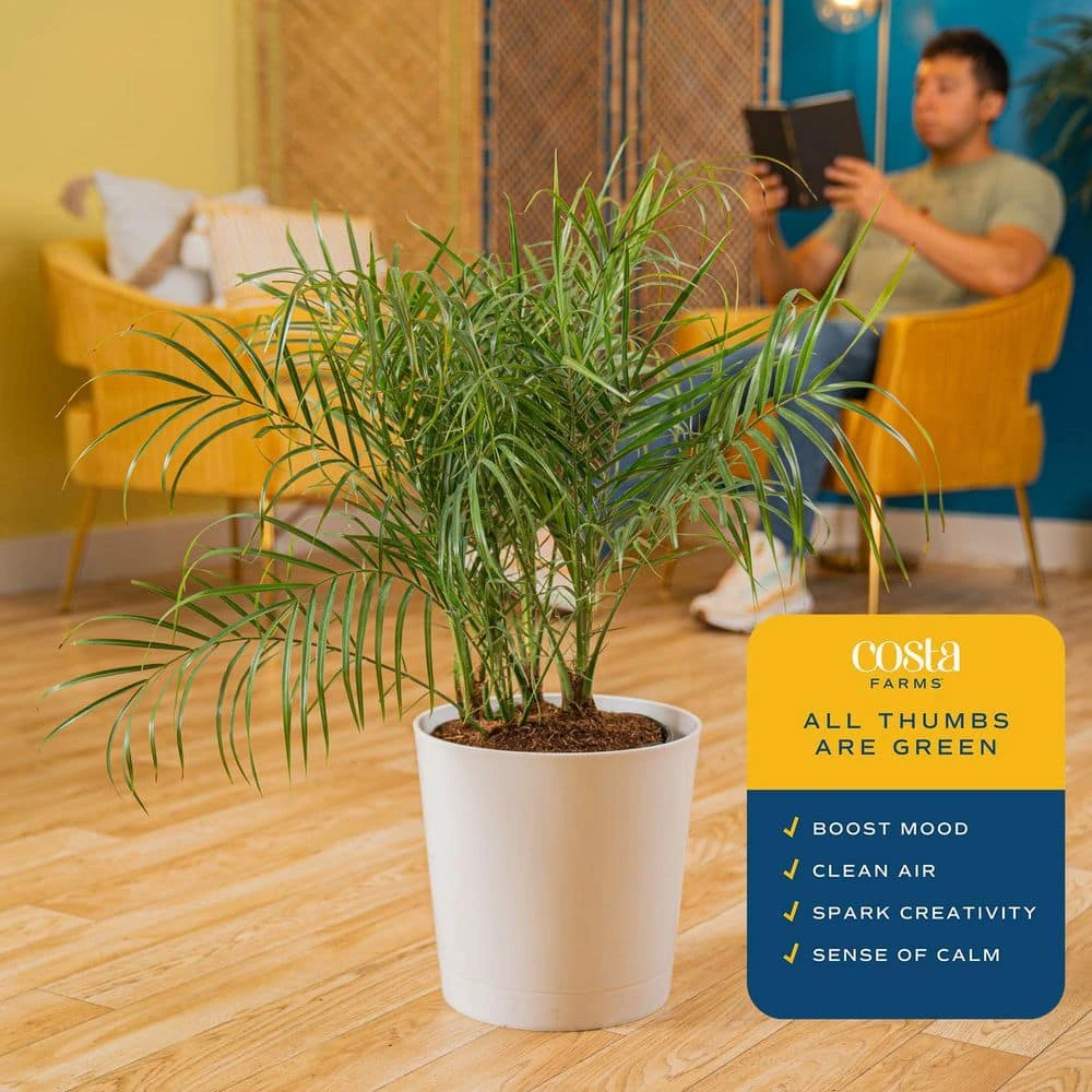 Roebellini, Pygmy Date Palm Indoor Plant In 10 In. Decor Planter, Avg. Shipping Height 3-4 Ft. Tall 7 Roebellini, Pygmy Date Palm Indoor Plant In 10 In. Decor Planter, Avg. Shipping Height 3-4 Ft. Tall - Image 5