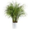 Roebellini, Pygmy Date Palm Indoor Plant In 10 In. Decor Planter, Avg. Shipping Height 3-4 Ft. Tall -Home plant costa farms house plants co 3 pxr parwt 64 1000
