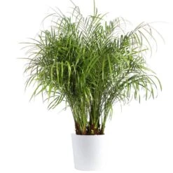 Roebellini, Pygmy Date Palm Indoor Plant In 10 In. Decor Planter, Avg. Shipping Height 3-4 Ft. Tall