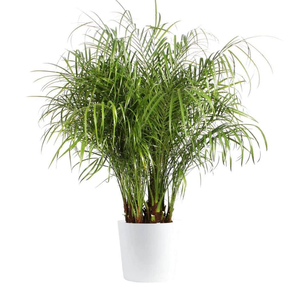 Roebellini, Pygmy Date Palm Indoor Plant In 10 In. Decor Planter, Avg. Shipping Height 3-4 Ft. Tall 3 Roebellini, Pygmy Date Palm Indoor Plant In 10 In. Decor Planter, Avg. Shipping Height 3-4 Ft. Tall