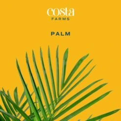 Roebellini, Pygmy Date Palm Indoor Plant In 10 In. Decor Planter, Avg. Shipping Height 3-4 Ft. Tall 13 Roebellini, Pygmy Date Palm Indoor Plant In 10 In. Decor Planter, Avg. Shipping Height 3-4 Ft. Tall -Home plant costa farms house plants co 3 pxr parwt c3 1000