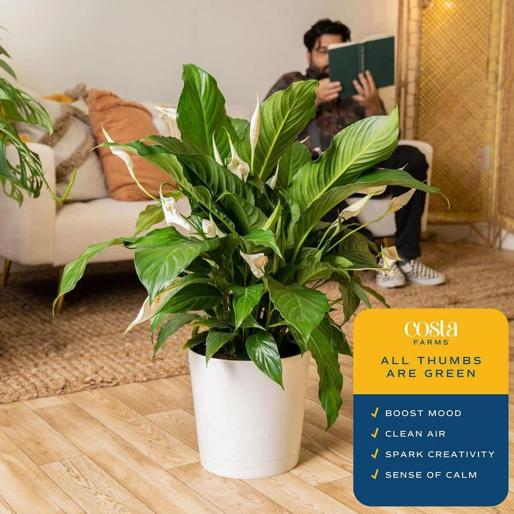 Spathiphyllum Peace Lily Indoor Plant In 9.25 In. Decor Planter, Avg. Shipping Height 2-3 Ft. Tall 10 Spathiphyllum Peace Lily Indoor Plant In 9.25 In. Decor Planter, Avg. Shipping Height 2-3 Ft. Tall - Image 8