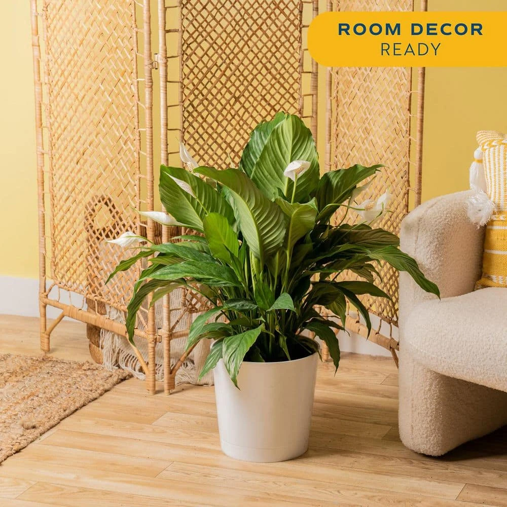 Spathiphyllum Peace Lily Indoor Plant In 9.25 In. Decor Planter, Avg. Shipping Height 2-3 Ft. Tall 7 Spathiphyllum Peace Lily Indoor Plant In 9.25 In. Decor Planter, Avg. Shipping Height 2-3 Ft. Tall - Image 5