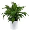 Spathiphyllum Peace Lily Indoor Plant In 9.25 In. Decor Planter, Avg. Shipping Height 2-3 Ft. Tall 2 Spathiphyllum Peace Lily Indoor Plant In 9.25 In. Decor Planter, Avg. Shipping Height 2-3 Ft. Tall -Home plant costa farms house plants co 3 st10 parwt 64 1000