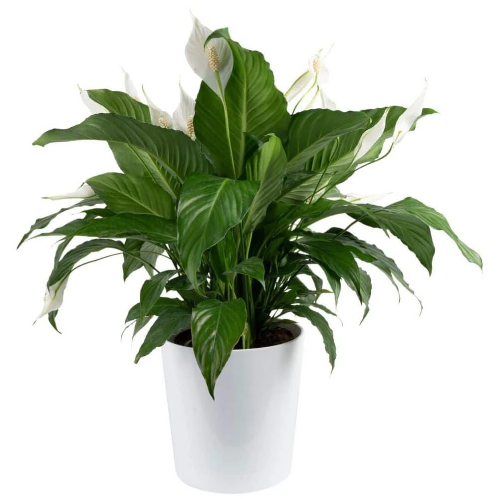 Spathiphyllum Peace Lily Indoor Plant In 9.25 In. Decor Planter, Avg. Shipping Height 2-3 Ft. Tall 3 Spathiphyllum Peace Lily Indoor Plant In 9.25 In. Decor Planter, Avg. Shipping Height 2-3 Ft. Tall