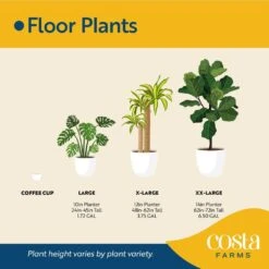 Spathiphyllum Peace Lily Indoor Plant In 9.25 In. Decor Planter, Avg. Shipping Height 2-3 Ft. Tall 16 Spathiphyllum Peace Lily Indoor Plant In 9.25 In. Decor Planter, Avg. Shipping Height 2-3 Ft. Tall -Home plant costa farms house plants co 3 st10 parwt 76 1000