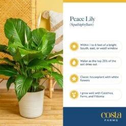 Spathiphyllum Peace Lily Indoor Plant In 9.25 In. Decor Planter, Avg. Shipping Height 2-3 Ft. Tall 15 Spathiphyllum Peace Lily Indoor Plant In 9.25 In. Decor Planter, Avg. Shipping Height 2-3 Ft. Tall -Home plant costa farms house plants co 3 st10 parwt fa 1000