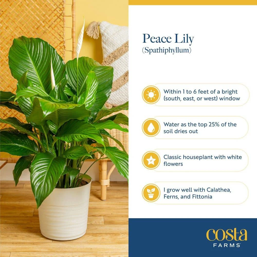 Spathiphyllum Peace Lily Indoor Plant In 9.25 In. Decor Planter, Avg. Shipping Height 2-3 Ft. Tall 8 Spathiphyllum Peace Lily Indoor Plant In 9.25 In. Decor Planter, Avg. Shipping Height 2-3 Ft. Tall - Image 6
