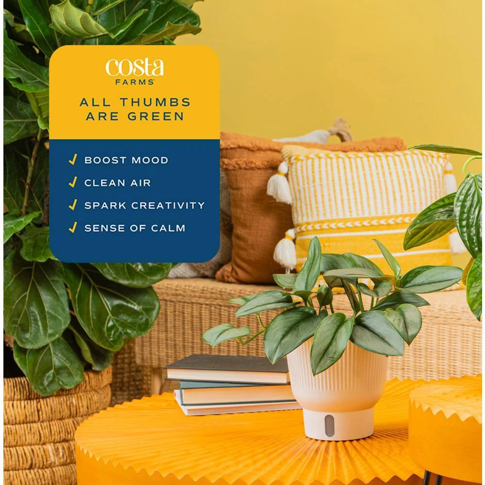 Trending Tropical Sterling Silver Indoor Plant In 6 In. Self-Watering Pot, Avg. Shipping Height 9 In. Tall 7 Trending Tropical Sterling Silver Indoor Plant In 6 In. Self-Watering Pot, Avg. Shipping Height 9 In. Tall - Image 5