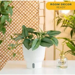 Trending Tropical Sterling Silver Indoor Plant In 6 In. Self-Watering Pot, Avg. Shipping Height 9 In. Tall 11 Trending Tropical Sterling Silver Indoor Plant In 6 In. Self-Watering Pot, Avg. Shipping Height 9 In. Tall -Home plant costa farms house plants co 3 stersil tt 4f 1000