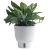Trending Tropical Sterling Silver Indoor Plant In 6 In. Self-Watering Pot, Avg. Shipping Height 9 In. Tall 1 Trending Tropical Sterling Silver Indoor Plant In 6 In. Self-Watering Pot, Avg. Shipping Height 9 In. Tall -Home plant costa farms house plants co 3 stersil tt 64 1000