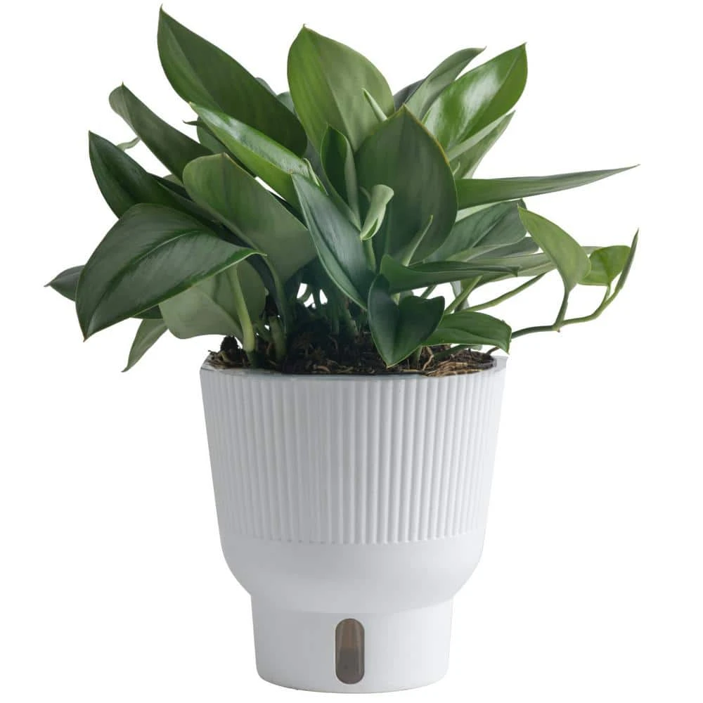 Trending Tropical Sterling Silver Indoor Plant In 6 In. Self-Watering Pot, Avg. Shipping Height 9 In. Tall 3 Trending Tropical Sterling Silver Indoor Plant In 6 In. Self-Watering Pot, Avg. Shipping Height 9 In. Tall