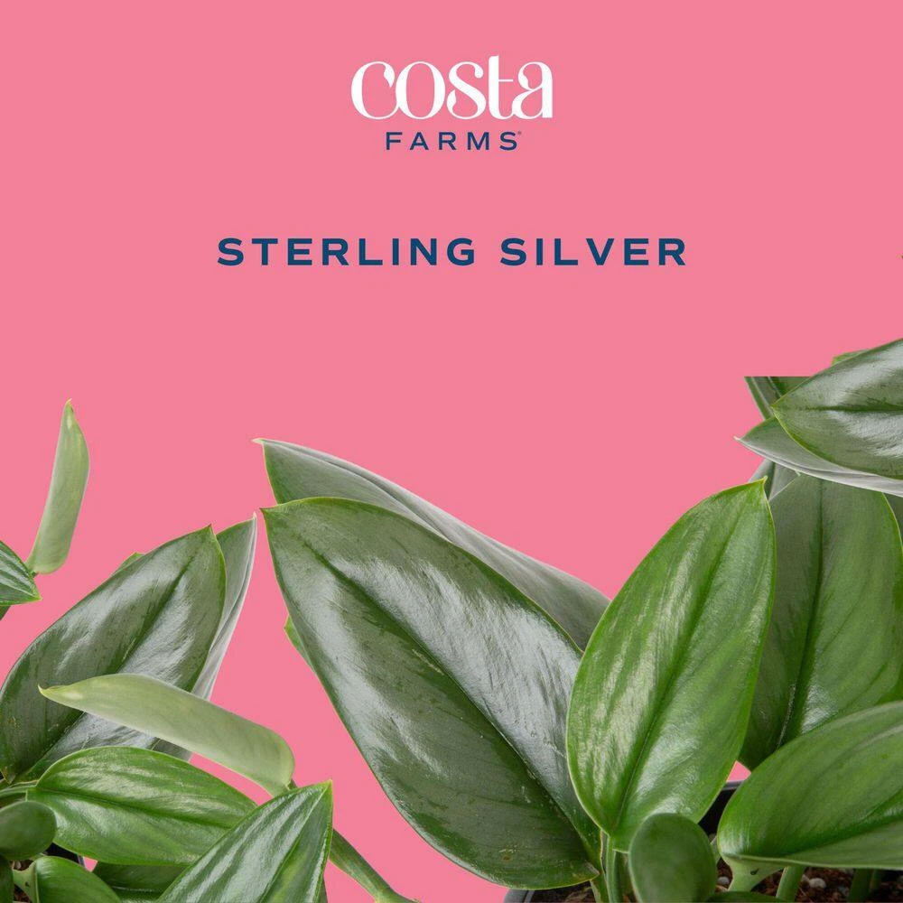 Trending Tropical Sterling Silver Indoor Plant In 6 In. Self-Watering Pot, Avg. Shipping Height 9 In. Tall 4 Trending Tropical Sterling Silver Indoor Plant In 6 In. Self-Watering Pot, Avg. Shipping Height 9 In. Tall - Image 2