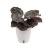 Calathea Dottie Indoor Plant In 6 In. Self-Watering Planter, Avg. Shipping Height 1-2 Ft. Tall 2 Calathea Dottie Indoor Plant In 6 In. Self-Watering Planter, Avg. Shipping Height 1-2 Ft. Tall -Home plant costa farms house plants co 3 tradnan tt 64 1000