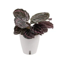Calathea Dottie Indoor Plant In 6 In. Self-Watering Planter, Avg. Shipping Height 1-2 Ft. Tall
