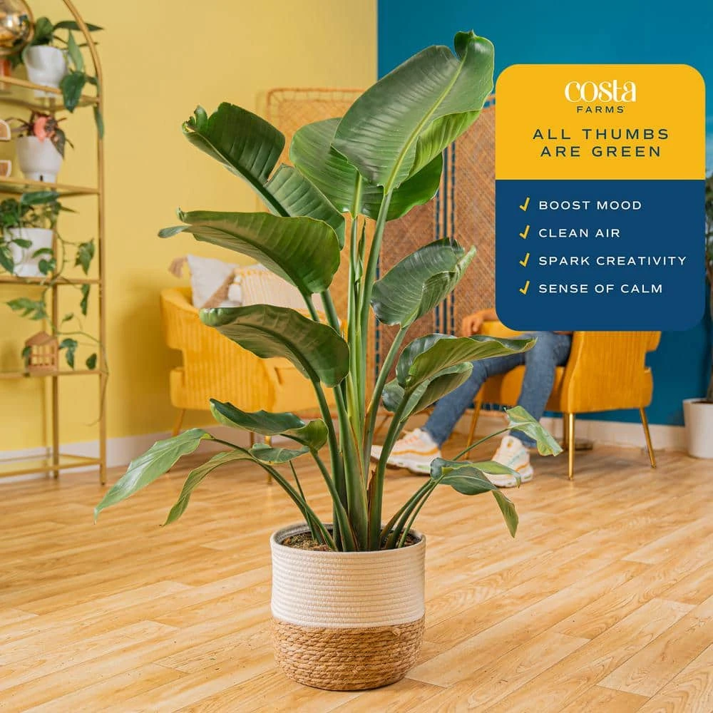 10 In. Bird Of Paradise Indoor Plant In Decor Basket, Average Shipping Height 2-3 Ft. Tall 8 10 In. Bird Of Paradise Indoor Plant In Decor Basket, Average Shipping Height 2-3 Ft. Tall - Image 6