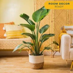 10 In. Bird Of Paradise Indoor Plant In Decor Basket, Average Shipping Height 2-3 Ft. Tall 16 10 In. Bird Of Paradise Indoor Plant In Decor Basket, Average Shipping Height 2-3 Ft. Tall -Home plant costa farms house plants co 3 wb11 cyl 4f 1000