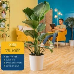 White Bird Of Paradise Indoor Plant In 10 In. Decor Pot, Avg. Shipping Height 2-3 Ft. Tall 15 White Bird Of Paradise Indoor Plant In 10 In. Decor Pot, Avg. Shipping Height 2-3 Ft. Tall -Home plant costa farms house plants co 3 wb11 parwht 1f 1000