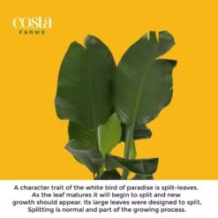 White Bird Of Paradise Indoor Plant In 10 In. Decor Pot, Avg. Shipping Height 2-3 Ft. Tall 16 White Bird Of Paradise Indoor Plant In 10 In. Decor Pot, Avg. Shipping Height 2-3 Ft. Tall -Home plant costa farms house plants co 3 wb11 parwht 44 1000