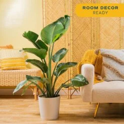 White Bird Of Paradise Indoor Plant In 10 In. Decor Pot, Avg. Shipping Height 2-3 Ft. Tall 14 White Bird Of Paradise Indoor Plant In 10 In. Decor Pot, Avg. Shipping Height 2-3 Ft. Tall -Home plant costa farms house plants co 3 wb11 parwht 4f 1000