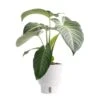 Trending Tropical Xanthosoma Indoor Plant In 6 In. Self-Watering Pot 2 Trending Tropical Xanthosoma Indoor Plant In 6 In. Self-Watering Pot -Home plant costa farms house plants co 3 xan tt 64 1000