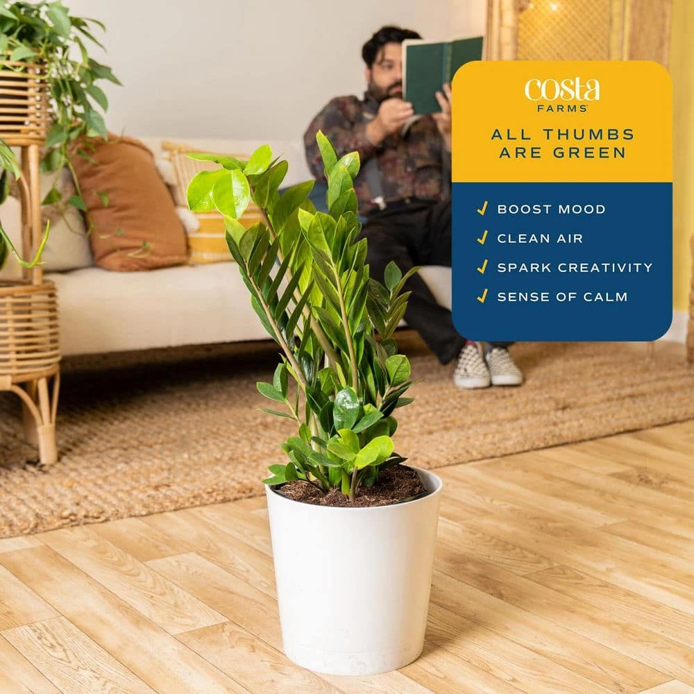 Zamioculas Zamiifolia Indoor ZZ Plant In 10 In. Decor Planter, Avg. Shipping Height 1-2 Ft. Tall 6 Zamioculas Zamiifolia Indoor ZZ Plant In 10 In. Decor Planter, Avg. Shipping Height 1-2 Ft. Tall - Image 4