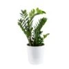 Zamioculas Zamiifolia Indoor ZZ Plant In 10 In. Decor Planter, Avg. Shipping Height 1-2 Ft. Tall 1 Zamioculas Zamiifolia Indoor ZZ Plant In 10 In. Decor Planter, Avg. Shipping Height 1-2 Ft. Tall -Home plant costa farms house plants co 3 zc10 parwht 64 1000