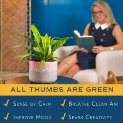 Grower's Choice Fern Indoor Plant In 6 In. Two-Tone Decor Planter, Avg. Shipping Height 1-2 Ft. Tall 15 Grower's Choice Fern Indoor Plant In 6 In. Two-Tone Decor Planter, Avg. Shipping Height 1-2 Ft. Tall -Home plant costa farms house plants co 6fern 3 2to 44 1000