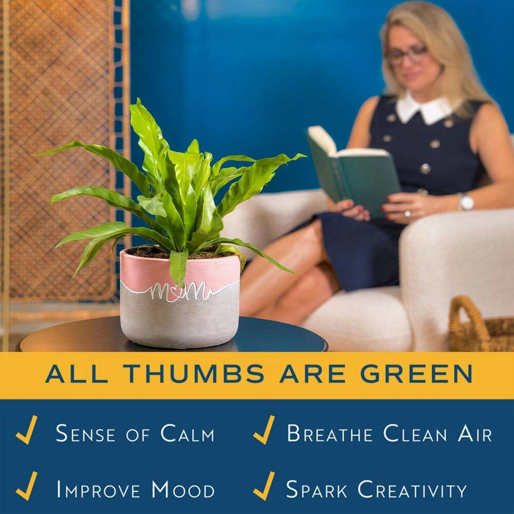 Grower's Choice Fern Indoor Plant In 6 In. Two-Tone Decor Planter, Avg. Shipping Height 1-2 Ft. Tall 8 Grower's Choice Fern Indoor Plant In 6 In. Two-Tone Decor Planter, Avg. Shipping Height 1-2 Ft. Tall - Image 6