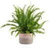 Grower's Choice Fern Indoor Plant In 6 In. Two-Tone Decor Planter, Avg. Shipping Height 1-2 Ft. Tall 1 Grower's Choice Fern Indoor Plant In 6 In. Two-Tone Decor Planter, Avg. Shipping Height 1-2 Ft. Tall -Home plant costa farms house plants co 6fern 3 2to 64 1000
